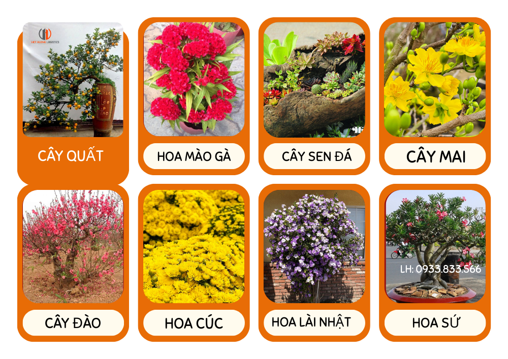 Chở Đào - Mai - Quất - Cây Cảnh Tết 2026 tại Viet Hương